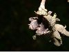 image of Hamamelis virginiana
