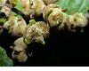 image of Hamamelis virginiana