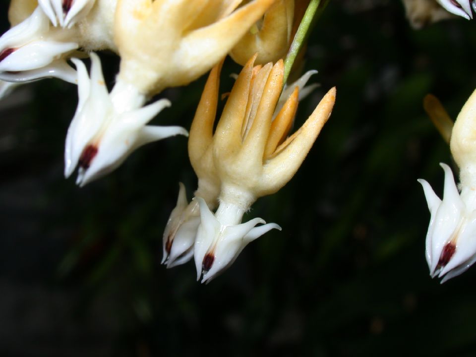 Apocynaceae Hoya multiflora