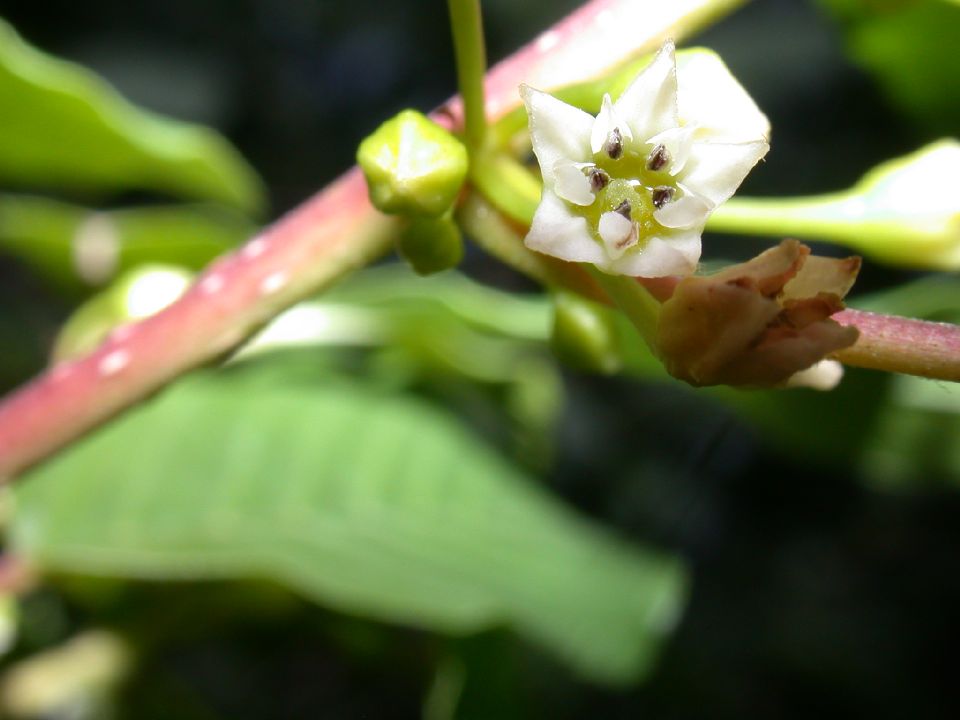 Rhamnaceae Rhamnus frangula