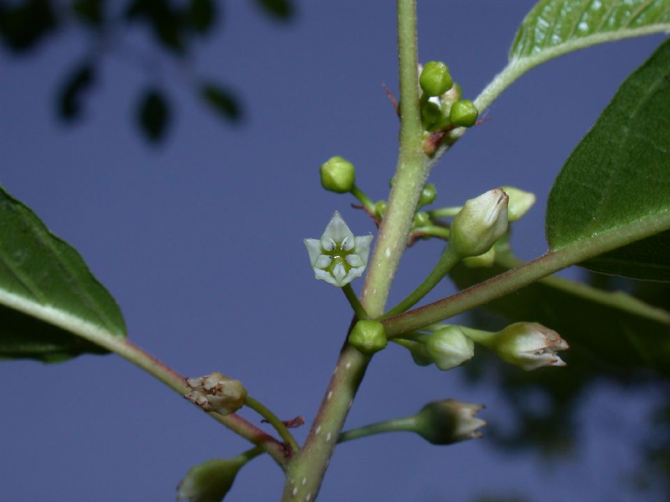 Rhamnaceae Rhamnus frangula