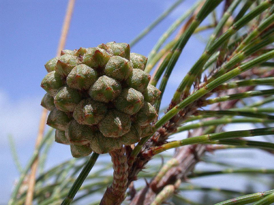 Casuarinaceae Casuarina equisetifolia
