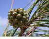 image of Casuarina equisetifolia