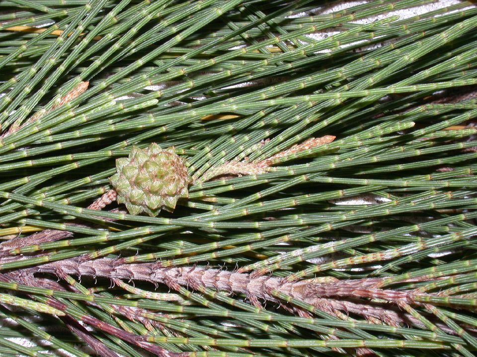 Casuarinaceae Casuarina equisetifolia