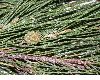 image of Casuarina equisetifolia