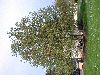 image of Cercidiphyllum japonicum