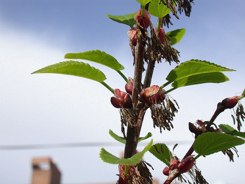 Cercidiphyllaceae Cercidiphyllum japonicum
