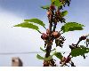 image of Cercidiphyllum japonicum