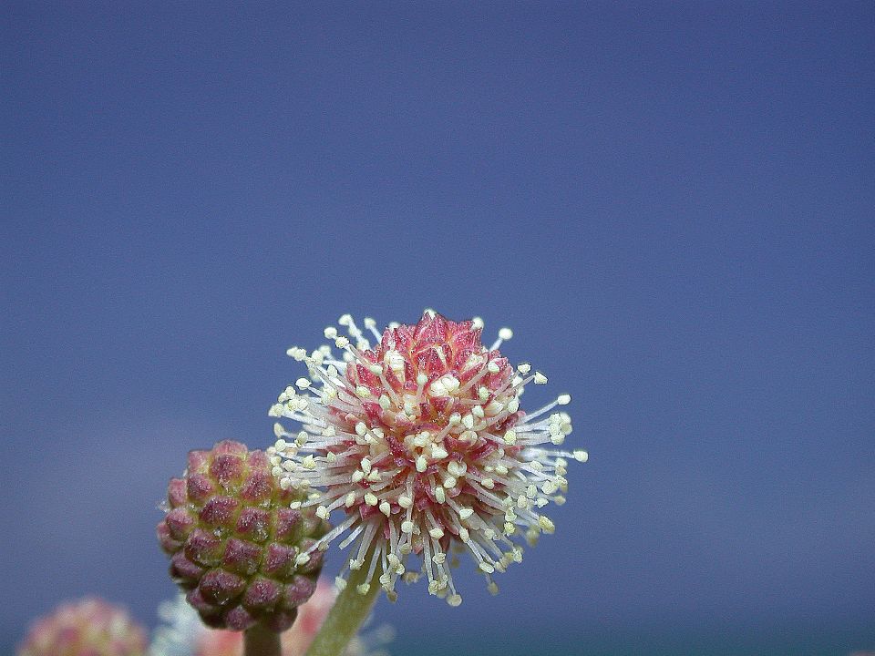 Combretaceae Conocarpus erectus