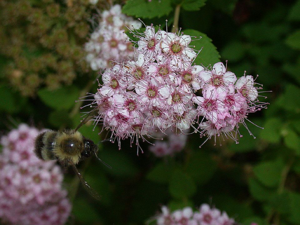 Apidae Bombus 