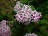 image of Bombus 