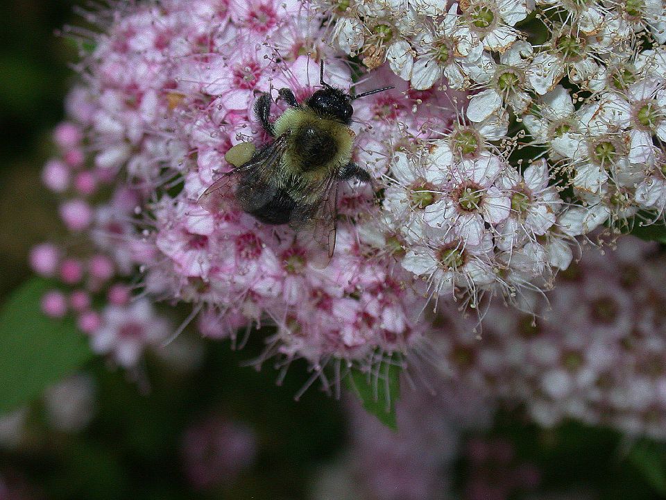 Apidae  