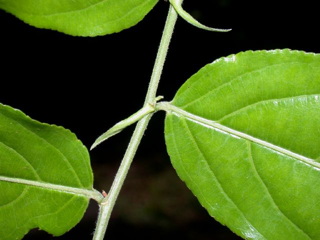 Salicaceae Casearia arborea