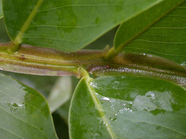 Fabaceae Dipteryx 