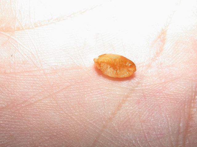 Annonaceae Guatteria 