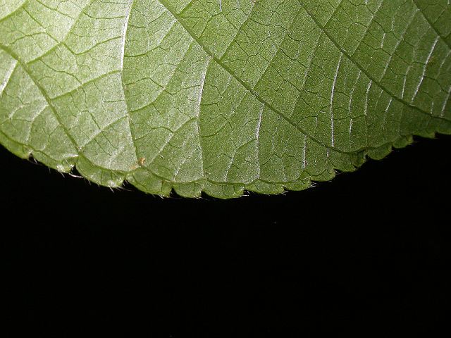 Urticaceae Myriocarpa 