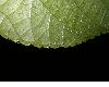 image of Myriocarpa 
