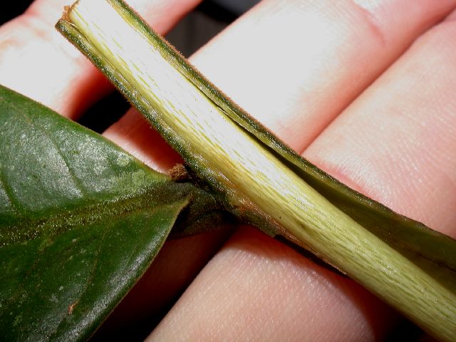 Annonaceae Guatteria 