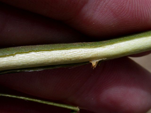 Annonaceae Guatteria 