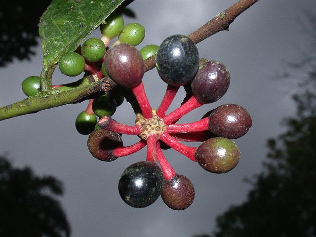 Annonaceae Guatteria 