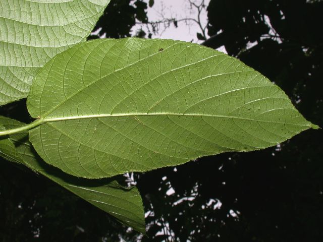 Urticaceae Myriocarpa 