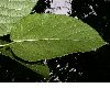 image of Myriocarpa 