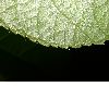 image of Myriocarpa 