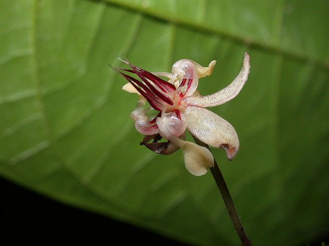 Byttneriaceae Theobroma cacao