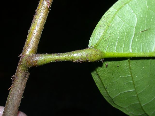 Byttneriaceae Theobroma cacao
