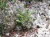 image of Zamia pumila