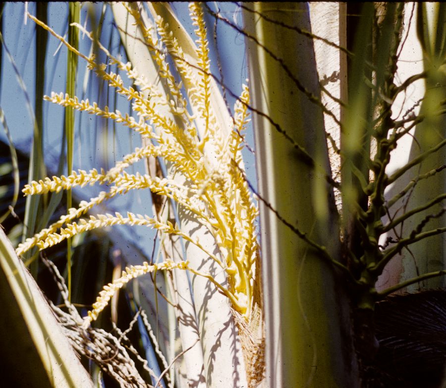 Arecaceae Cocos nucifera