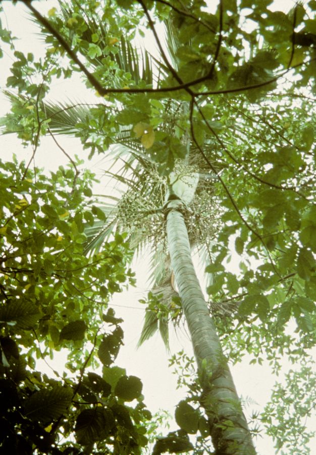 Arecaceae Carpoxylon macrospermum