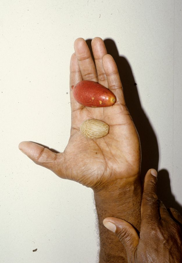 Arecaceae Carpoxylon macrospermum