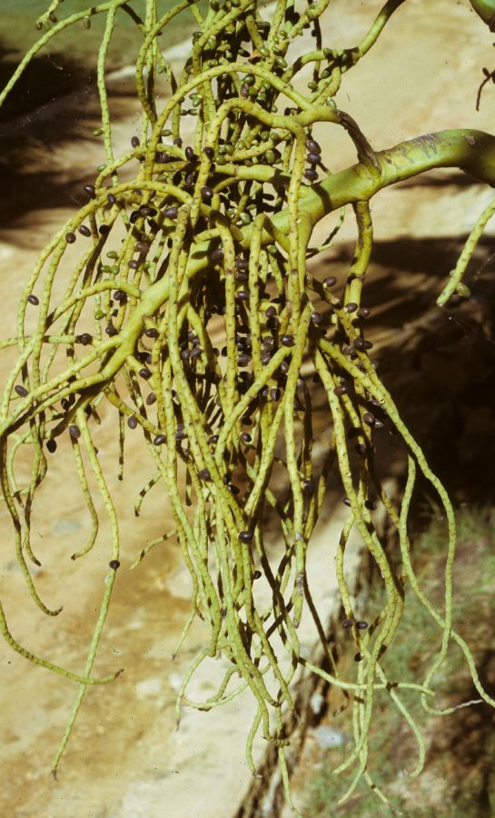 Arecaceae Deckenia nobilis