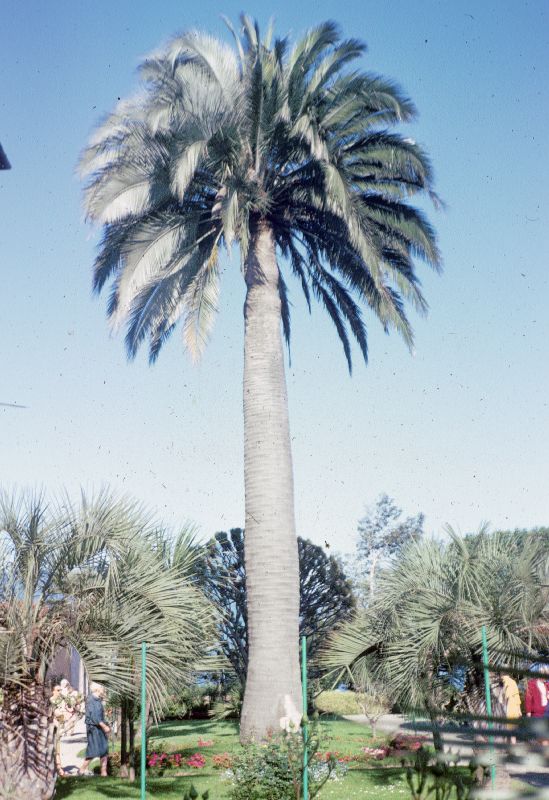 Arecaceae Jubaea chilensis