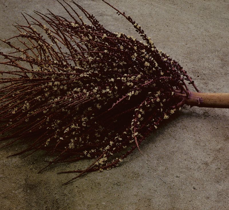 Arecaceae Jubaea chilensis