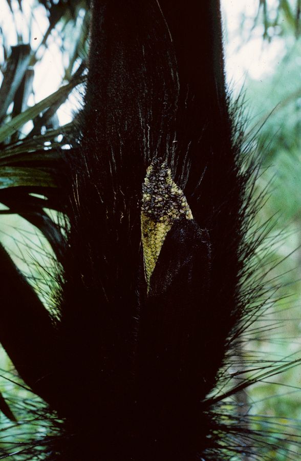 Arecaceae Tectiphiala ferox