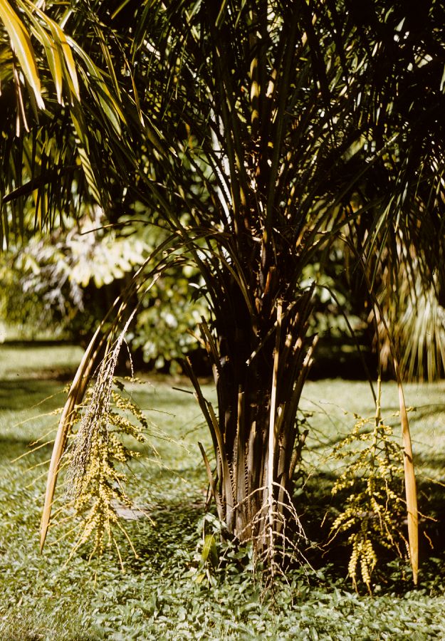 Arecaceae Syagrus schizophylla