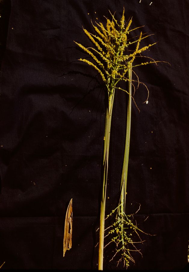 Arecaceae Syagrus schizopohylla