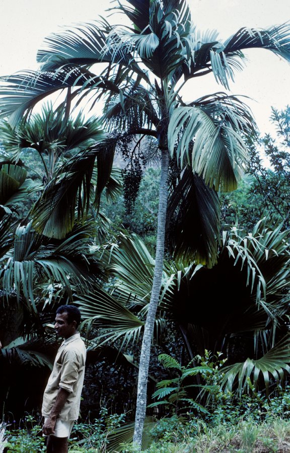 Arecaceae Verschaffeltia splendida