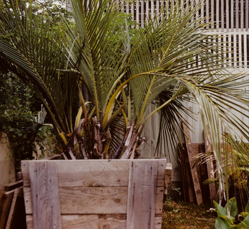 Arecaceae Jubaeopsis caffra