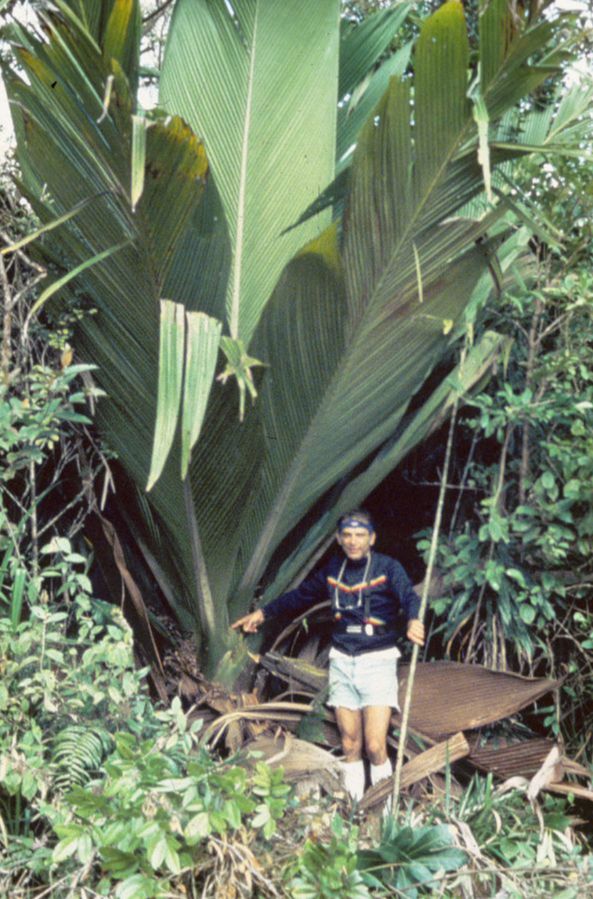 Arecaceae Marojejya darianii