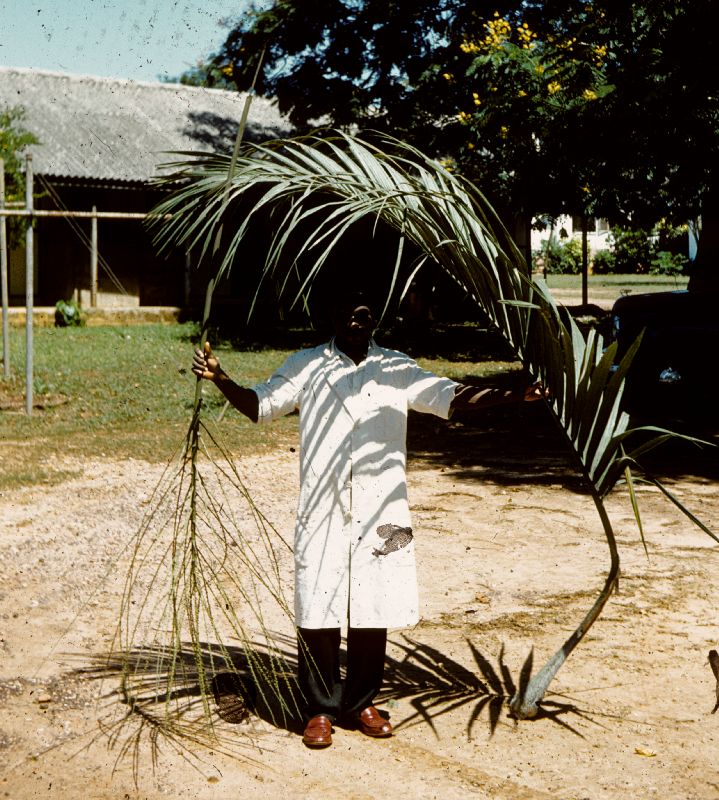 Arecaceae Nephrosperma vanhoutteanum
