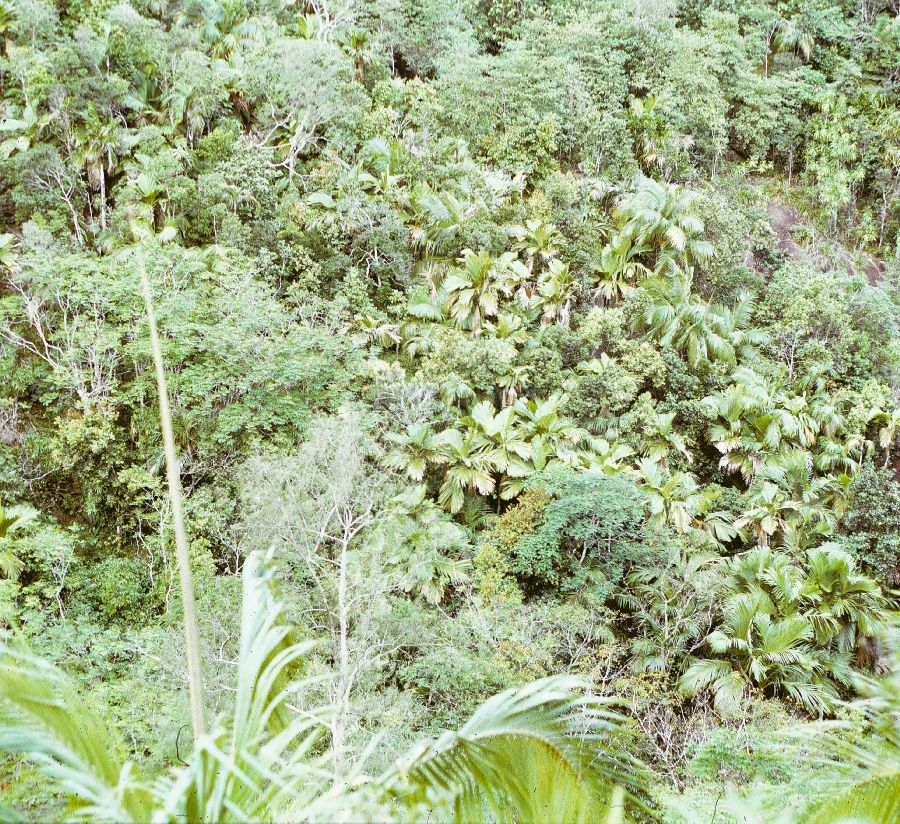 Arecaceae Phoenicophorium borsigianum