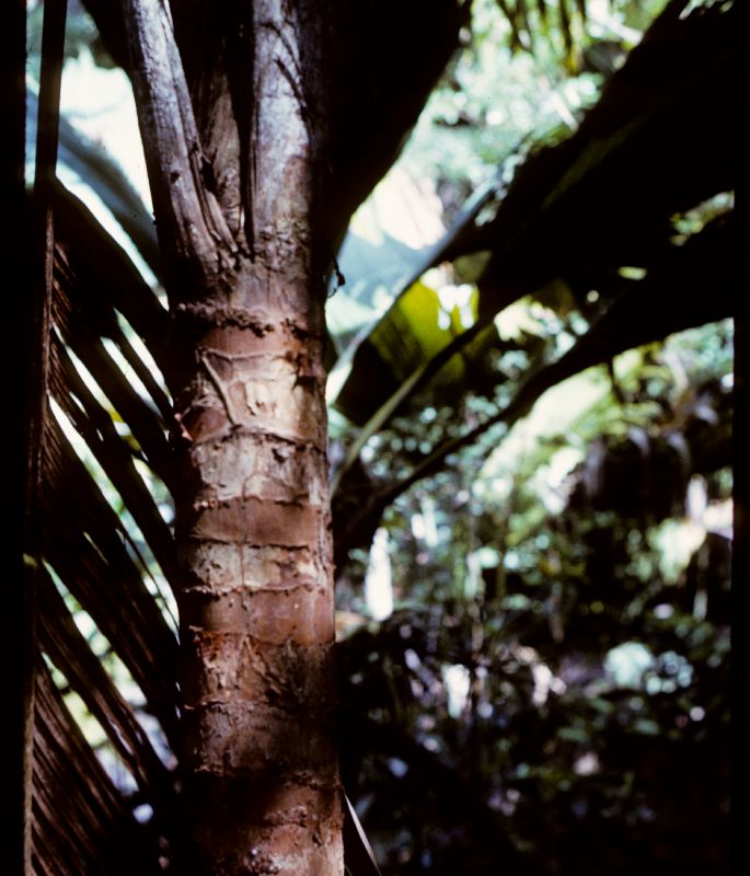 Arecaceae Phoenicophorium borsigianum