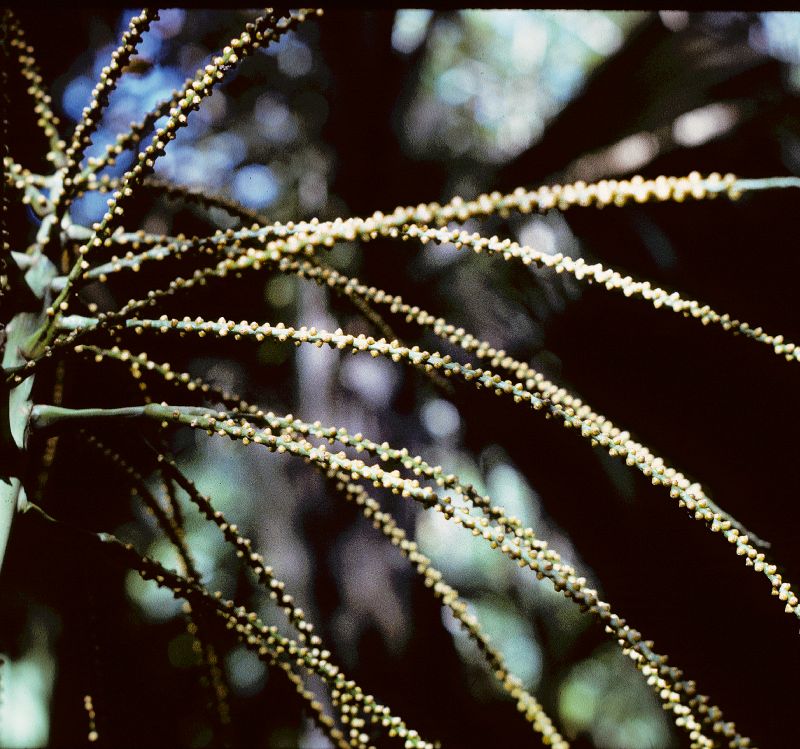 Arecaceae Phoenicophorium borsigianum