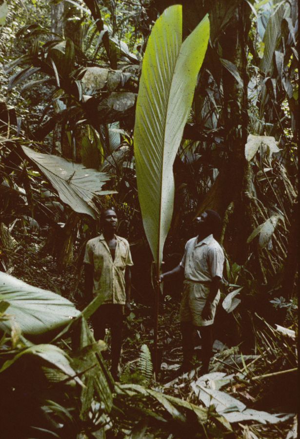 Arecaceae Sclerosperma mannii