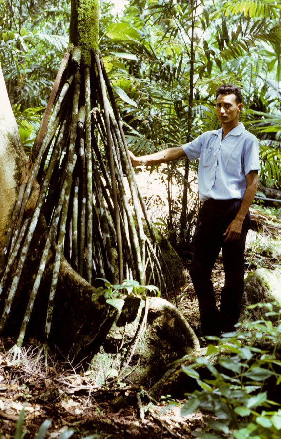 Arecaceae Verschaffeltia splendida