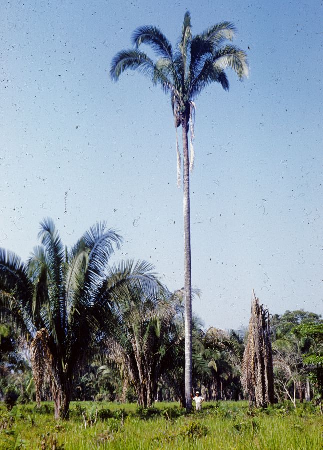 Arecaceae Scheelea rostrata