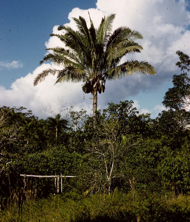 Arecaceae Scheelea 